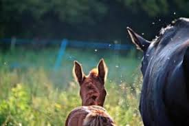 Gratis sexdating voor koppels die een koppel zoeken. Tipps Tricks Gegen Hitze Insekten Bei Pferden Horsia Ratgeber