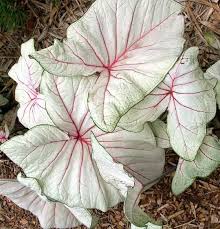 Caladium White Queen Jpg 540 560 Potplanten Kamerplanten Planten