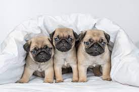 Cachorro Pug Saiba Mais Sobre Esse Pet Blog Da Cobasi