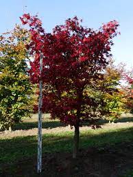 Клён дланевидный (acer palmatum osakazuki). Acer Palmatum Osakazuki Acer Palmatum Osakazuki Van Den Berk Baumschulen