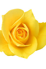 This color rose can make a wonderful choice for any romantic occasion and particularly for valentine's day. Rose Color Meanings 20 Best Rose Colors In 2020