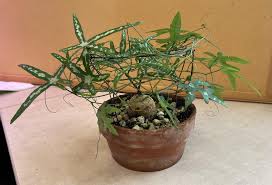Image result for Adenia kirkii