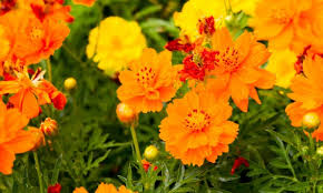 Why do you plant marigolds in your garden. 3 Tips For Planting Marigolds In Your Garden Smart Tips