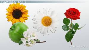 For example, there are plants in the canopy called bromeliads that store water in their leaves. Types Of Plants Lesson For Kids Video Lesson Transcript Study Com