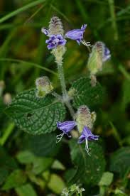 Image result for Strobilanthes anisophylla