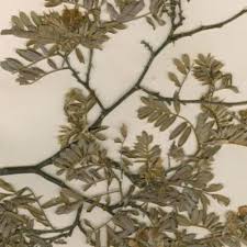 Image result for Tephrosia aequilata