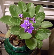 They thrive well with indirect light. Flowering Houseplants For Beautiful Blooms Year Round Networx