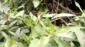 Opole, md, facp assistant professor. Kulekhara Plant Useful To Increases Hemoglobin By Bhansa Ghar Shakahari