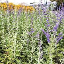 Image result for Perovskia atriplicifolia 'blue spire'