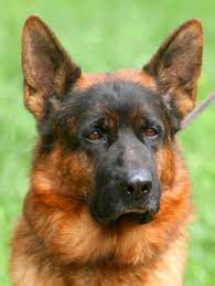 German shepherd mix brunswick county, lawrenceville, va id: Shiraz Farm German Shepherds Home