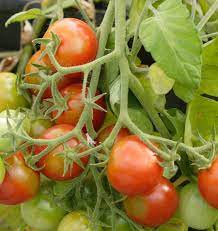 Tumbler Cherry Tomato Seeds West Coast Seeds