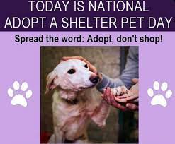 For every cat adopted during national adoption week, the team at made by nacho will donate to petsmart charities to help more pets in need. National Adopt A Shelter Pet Day Untold Animal Stories