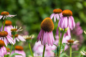 Find the perfect texas state flowers stock photos and editorial news pictures from getty images. What Is The State Flower Of Tennessee Worldatlas