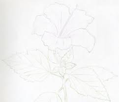 Hibiscus Flowers Drawing Tutorial Pdf how to draw with colored pencils pencil drawing tutorial 20 realistic pencil drawings read online. hibiscus flowers drawing tutorial