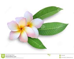 Frangipani Plumeria Flower Plumeria Flowers Frangipani Flower Flower Painting Lessons
