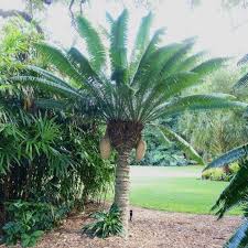 Image result for Dioon