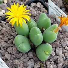 Image result for Ceropegia meyeri