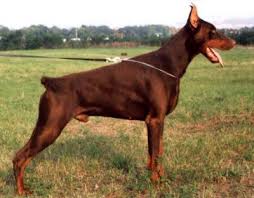 Doberman pinscher puppies for sale florida. Akc Doberman Puppies For Sale In Lake City Florida Classified Americanlisted Com