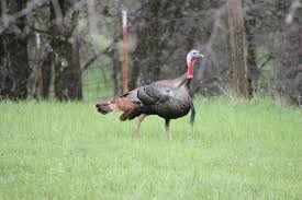 Eastern wild turkey male (meleagris gallopavo) in full strutting display walking through a grassy meadow in canada eastern wild turkey. After Over Hunting Habitat Loss And Falling Into La Brea Tar Pits California S Wild Turkeys Are Making A Comeback Press Telegram