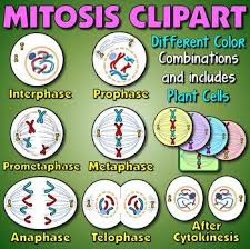 Sees the division of one cell into. Pin On Cell Cycle Mitosis Meiosis