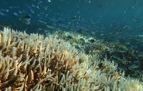 We know that the social aspect of living near campus is an important factor for a successful exchange stay for. Auch Korallen In Der Tiefe Leiden Wissenschaft De