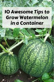 10 Awesome Tips To Grow Watermelon In A Container You Re Gonna Want To Try This Container Garden How To Grow Watermelon Container Vegetables Grow Watermelon