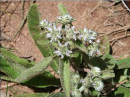 Image result for Haumaniastrum katangense