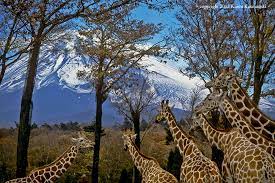 Mt Fuji Karen S Blog