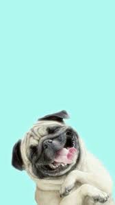 34 Amazing Wallpaper For Iphone X Iphone Wallpaper Iphone Background Iphone Wallpaper Tumblr Iphone X Wall Pug Wallpaper Dog Wallpaper Dog Wallpaper Iphone