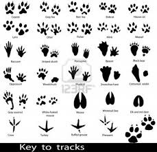 Some Animals Footprints Drawing On Blackboard Animal Footprints Nature Drawing Drawings