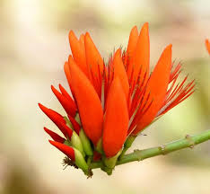 Image result for Fuirena stricta