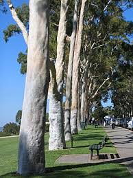 Image result for Eucalyptus citriodora