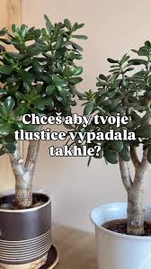 Image result for puklice na pokojových rostlinách obrázek