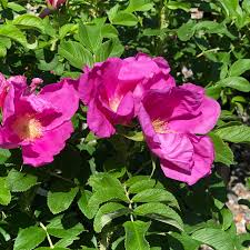 Image result for Rosa