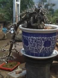 Tips Trick Membuat Bonsai Air Terjun Cascade Cantik