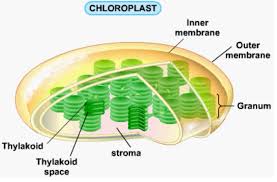 Check spelling or type a new query. Chloroplast An Organelle Found In Plant And Algae Cells Where Photosynthesis Occurs Fotosentez Biyoloji Biyoteknoloji