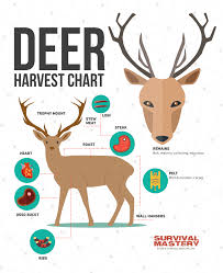 Pin On Deer Infographs