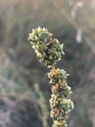 Image result for Chenolea