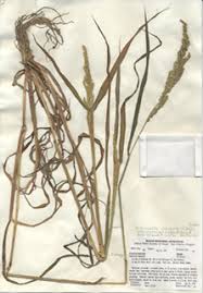Image result for Eriochloa