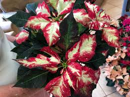Shop zhik clothing, gear, shoes, accessories & more. Kenyan Arts Review Christmas Plants Are Perfect Gifts For The Holidays