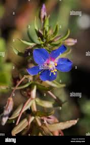Image result for Anagallis elegantula