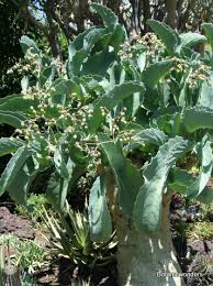 Image result for Cyphostemma