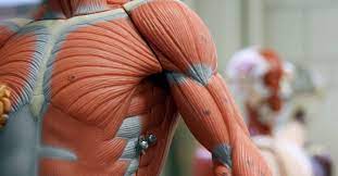 So much complicated, in fact, you won't understand anything. Full Body Muscular Diagram Pdf Bd Chaurasia Human Anatomy Pdf Free Download All Volumes Medicos Times This Muscular System Picture Shows All The Major Muscle Groups On The Human Body From The Frontal View