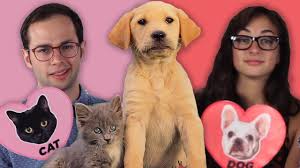They can see better in low light. Dog Facts Vs Cat Facts Youtube