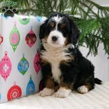 All puppies are microchipped and comes with a 1 year health guarantee. Mini Bernedoodle Puppy In Millersburg Oh Bernedoodle Puppy Bernedoodle Puppies