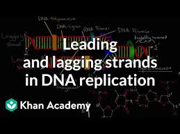 Solved The Leading And The Lagging Strands Differ In That | Chegg.Com