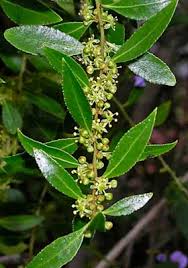 Image result for Maytenus chasei