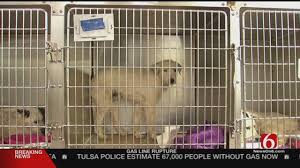Free german shepherd mix puppies! Tulsa Humane Society Rescues 52 Dogs From Home