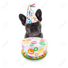 We did not find results for: Franzosisch Bulldog Hund Hungrig Fur Ein Happy Birthday Kuchen Tragen Party Hut Isoliert Auf Weissem Hintergrund Lizenzfreie Fotos Bilder Und Stock Fotografie Image 85922614