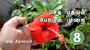 How to setup perfect kitchen garden in your home? Home Gardening For Beginners Gardening At Home In Tamil Youtube